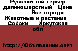 Русский той-терьер длинношерстный › Цена ­ 7 000 - Все города Животные и растения » Собаки   . Иркутская обл.